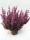 Купить Вереск микс 13/25