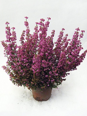 Купить Вереск микс 13/25