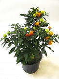 Купить Солянум 15/35