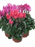 Купить Цикламен микс 13/27 dk