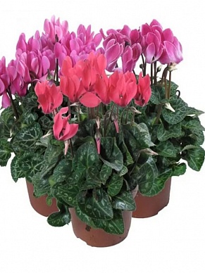 Купить Цикламен микс 13/27 dk