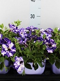 Купить Петуния Ночное небо 19/20