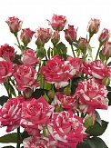 Купить Роза куст. Файрворкс 60см(10)
