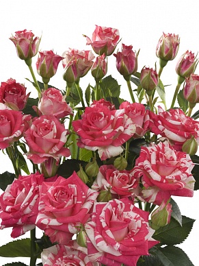 Купить Роза куст. Файрворкс 60см(10)