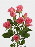 Купить Роза куст. Натали 70см(10)