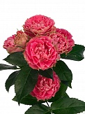 Купить Роза куст. Сплэш Сэнсэйшн 60см(10)