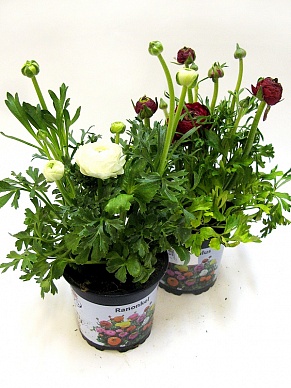 Купить Ранункулюс микс 10/15 dk