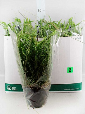 Купить Нефролепис Корди Даффи 18/35 амп