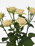 Купить Роза куст. Елена 60см(10)