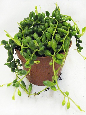 Купить Сенецио (крестовник) геррейна вариегата 6/10