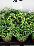 Купить Сенецио Роули 6/13