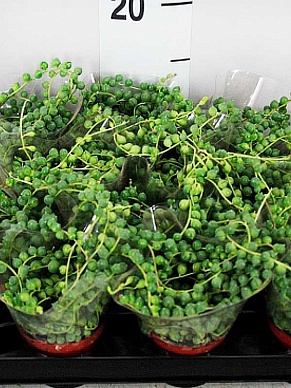 Купить Сенецио Роули 6/13