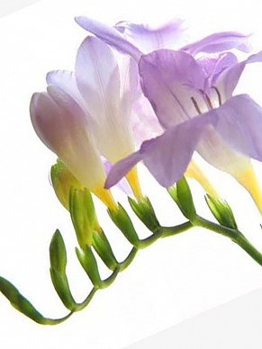 Купить Фрезия Беливели(50)