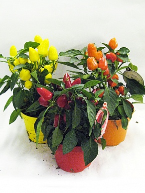 Купить Перчик Самба 13/25