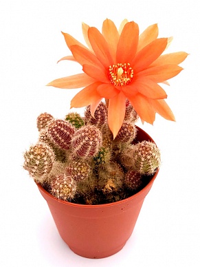 Купить Хамецериус CHAMAECEREUS SILVESTRII 8/25