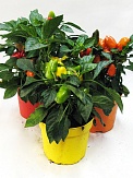 Купить Перчик микс 12/25