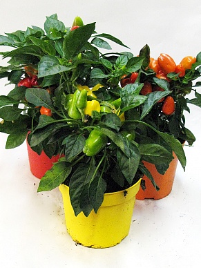 Купить Перчик микс 12/25