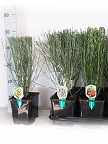 Купить Ракитник ранний микс 13/45