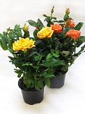 Купить Роза Кордана гранде 10/25