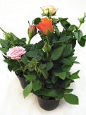 Купить Роза микс 6/12