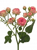 Купить Роза(пол)куст.Супер Сэнсэйшн 60см(10)