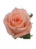 Купить Роза(экв) Энгажемент 80см(Rosa Prima)