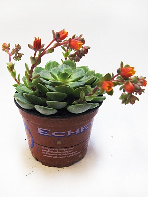 Купить Эчеверия 9/10