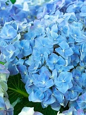 Купить Гортензия Белла Блю 26/60
