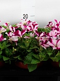 Купить Петуния SWIRL PINK 13/15