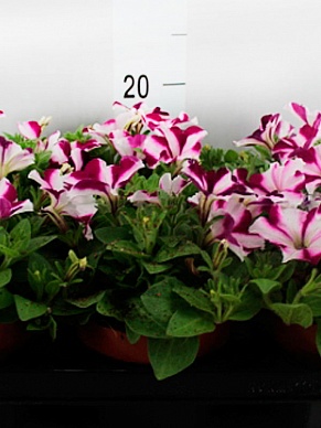 Купить Петуния SWIRL PINK 13/15