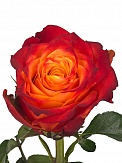 Купить Роза Атомик 70см(20)