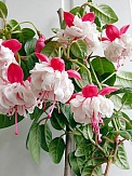Купить Фуксия 19/30