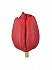 Тюльпан простой Овериг Рэд(50)