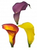 Купить Калла Микс(10)
