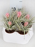 Купить Тилландсия Коттон Кэнди 5/10
