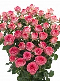 Купить Роза куст. Фабиола 50см(10)