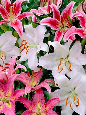Купить Лилия ор. Микс(10)