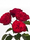Купить Роза куст. Пиано Фрилэнд 60см(10)