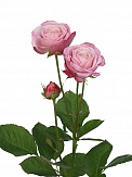 Купить Роза куст. Леди Бомбастик 40см(10)