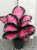 Купить Калатея Мисти Ред 12/35