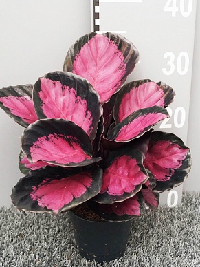 Купить Калатея Мисти Ред 12/35