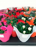 Купить Роза микс в мет.упаковке 6/15