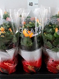 Купить Гибискус Петит Аполло 13/35