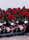 Купить Роза Виктори 10/30 ред