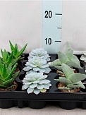 Купить Суккулент микс люкс 7/10