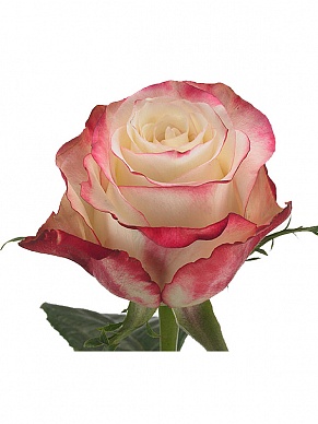 Купить Роза(экв) Свитнэсс 70см(Rosa Prima)