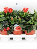 Купить Гибискус Санни бордо 13/30