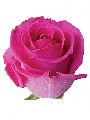 Купить Роза(экв) Топаз 80см(Ugsha Flowers)