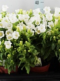 Купить Колокольчик 14/25