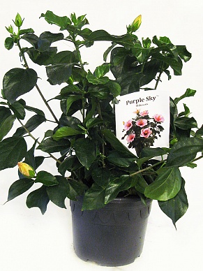 Купить Гибискус микс 21/35-40 дания